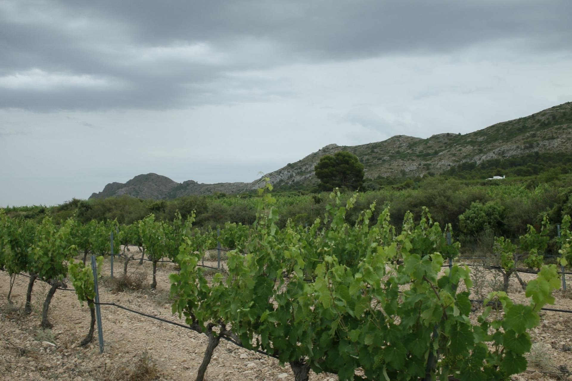 Nouvelle construction - Villa indépendante - Yecla