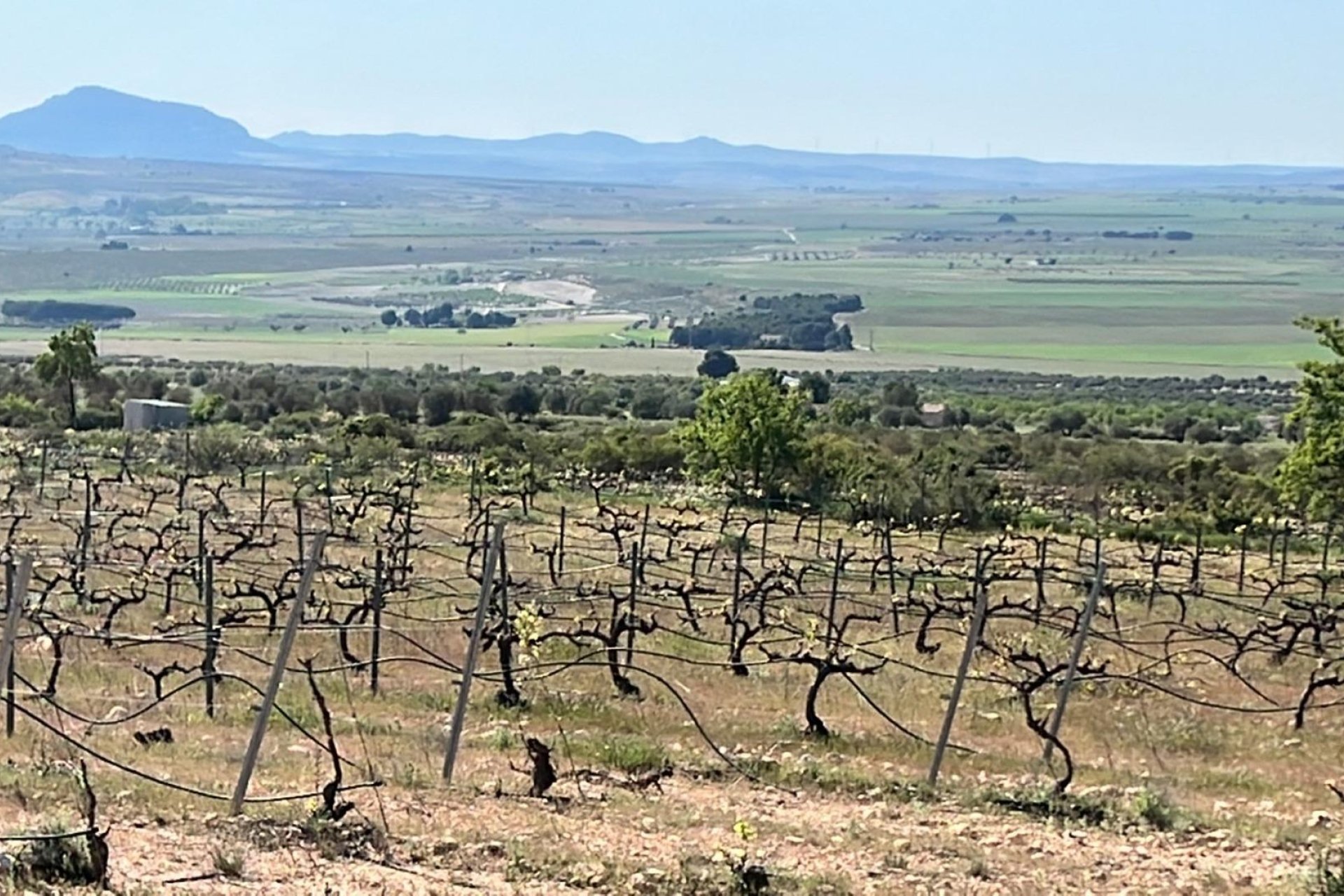 Nouvelle construction - Villa indépendante - Yecla